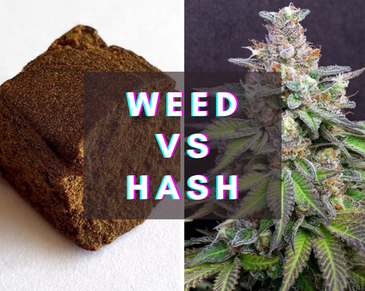 Comprender las diferencias entre hachís y flor de cannabis