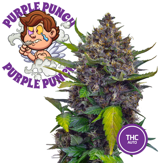 3 Semillas de Cannabis de Colección Purple Punch