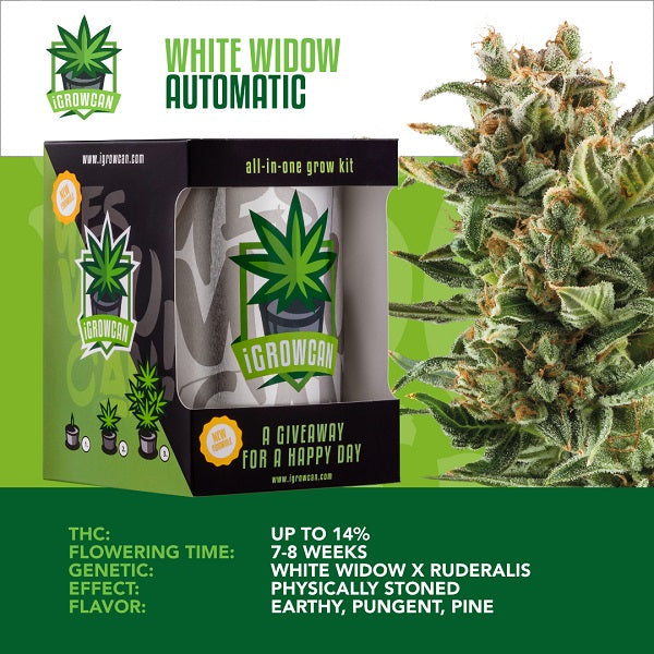 White Widow Automatic - mamamary